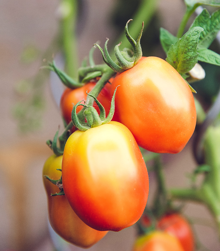 Farm-grown tomatoes | Aldersgate - A Non-profit Life Plan Community