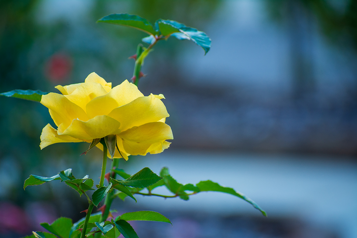 Our rose garden | Aldersgate - A Non-profit Life Plan Community