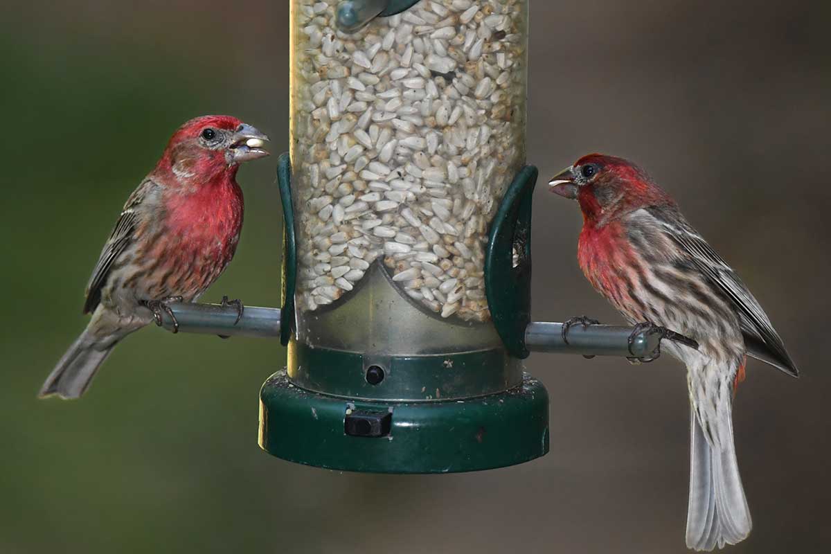 Feeding birds