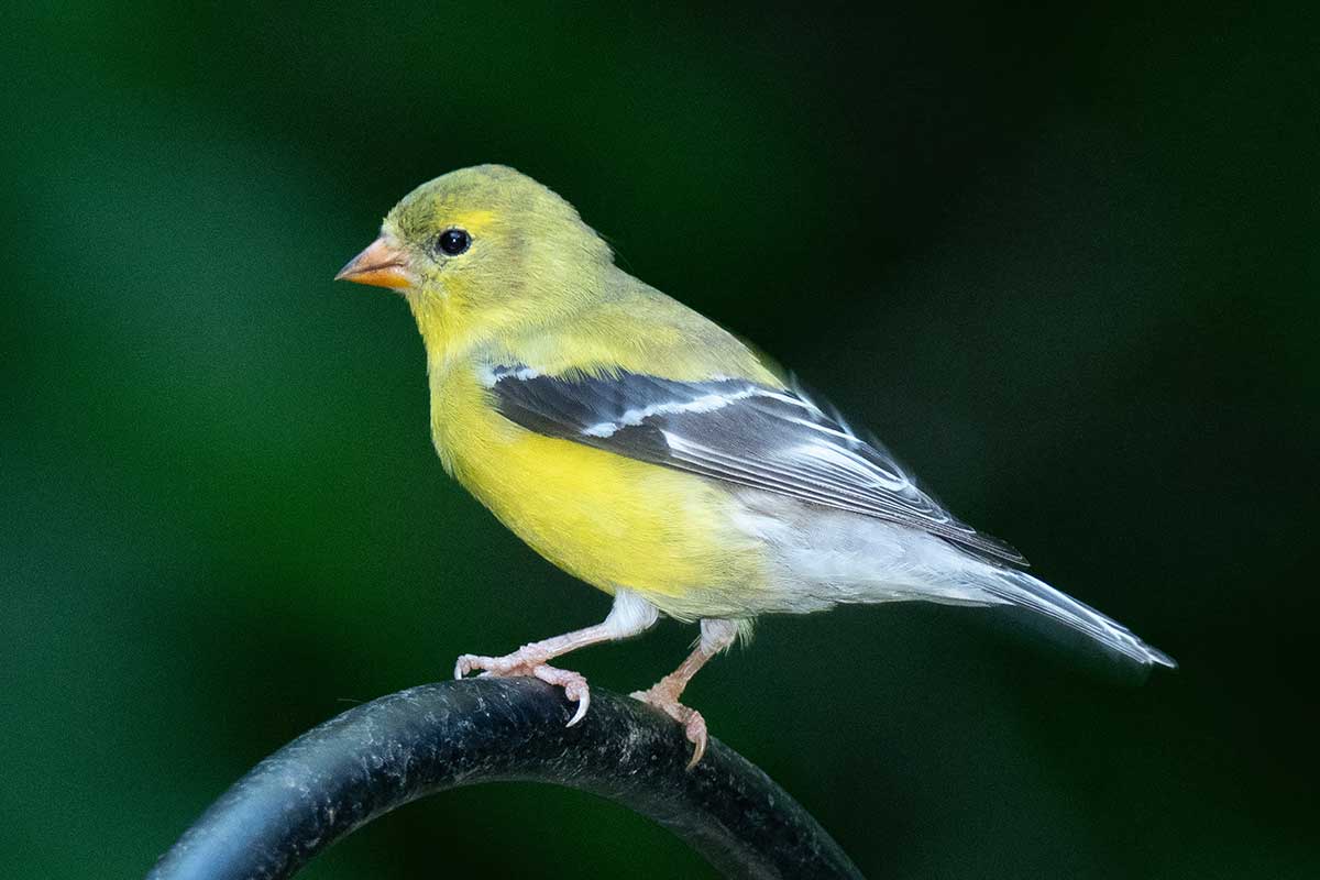 Yellow bird